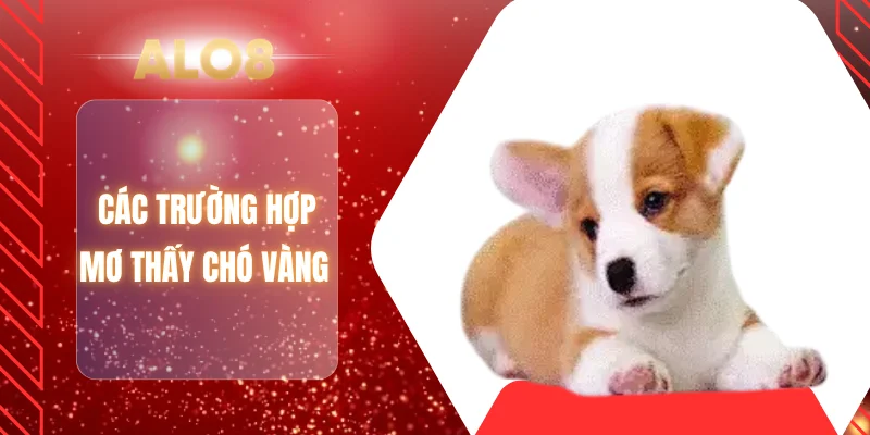 Các trường hợp mơ thấy chó vàng