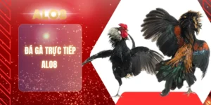 ĐÁ GÀ TRỰC TIẾP ALO8