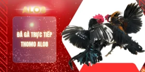ĐÁ GÀ TRỰC TIẾP THOMO ALO8