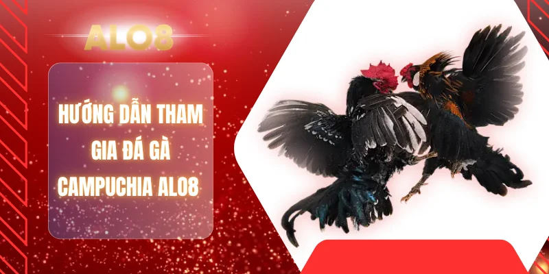 Hướng dẫn tham gia đá gà Campuchia ALO8