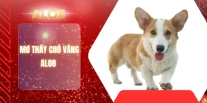 MƠ THẤY CHÓ VÀNG ALO8