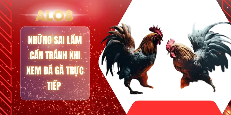 Những sai lầm cần tránh khi xem đá gà trực tiếp