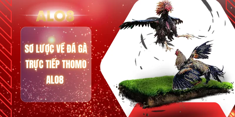 Sơ lược về đá gà trực tiếp Thomo ALO8