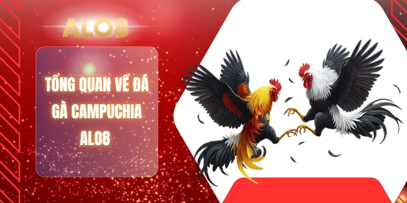 Tổng quan về đá gà Campuchia ALO8